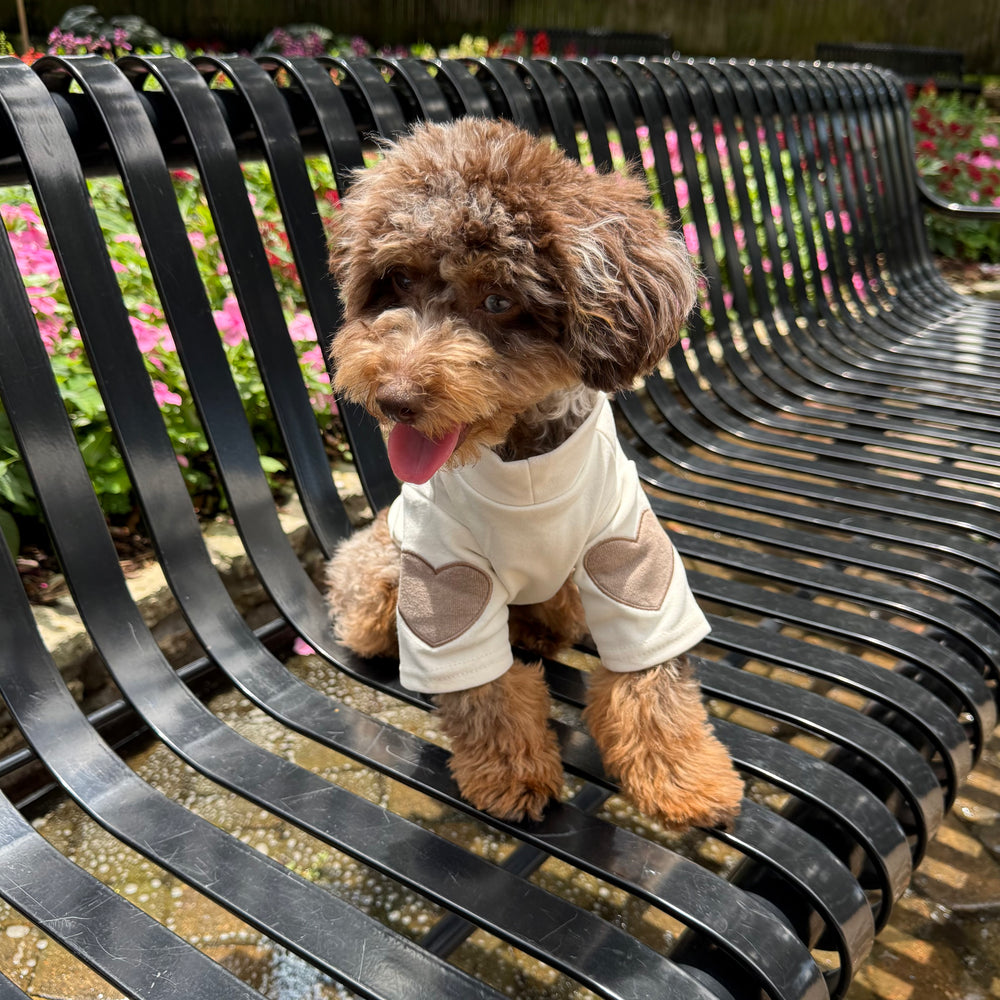 Small dog wearing a beige outfit with heart patterns on a black metal bench in a garden