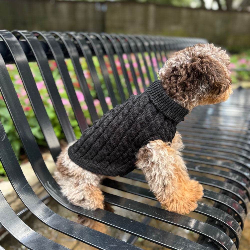 Small dog wearing a black sweater sitting on a black metal bench with a blurred garden background.