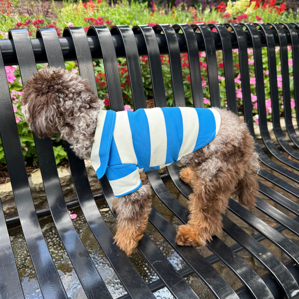 Small dog wearing a blue and white striped shirt on a black metal bench with flowers in the background.