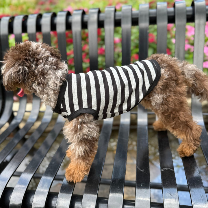 Small dog wearing a black and gray striped shirt on a metal bench with flowers in the background