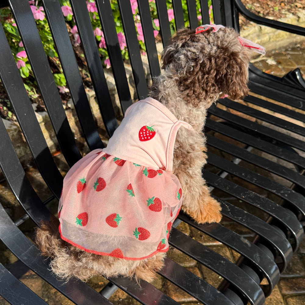 Small dog wearing a pink dress with strawberry pattern on a black metal bench.