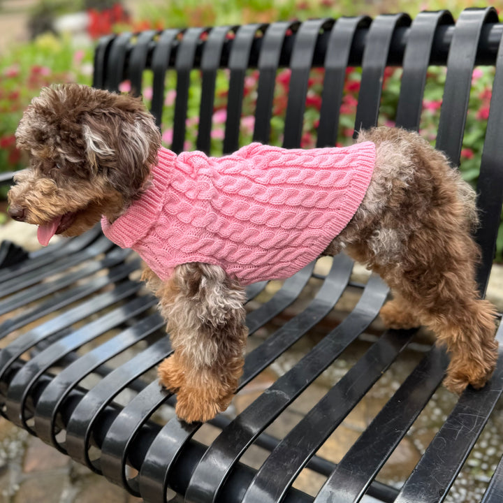 Small dog wearing a pink sweater on a black metal bench with flowers in the background