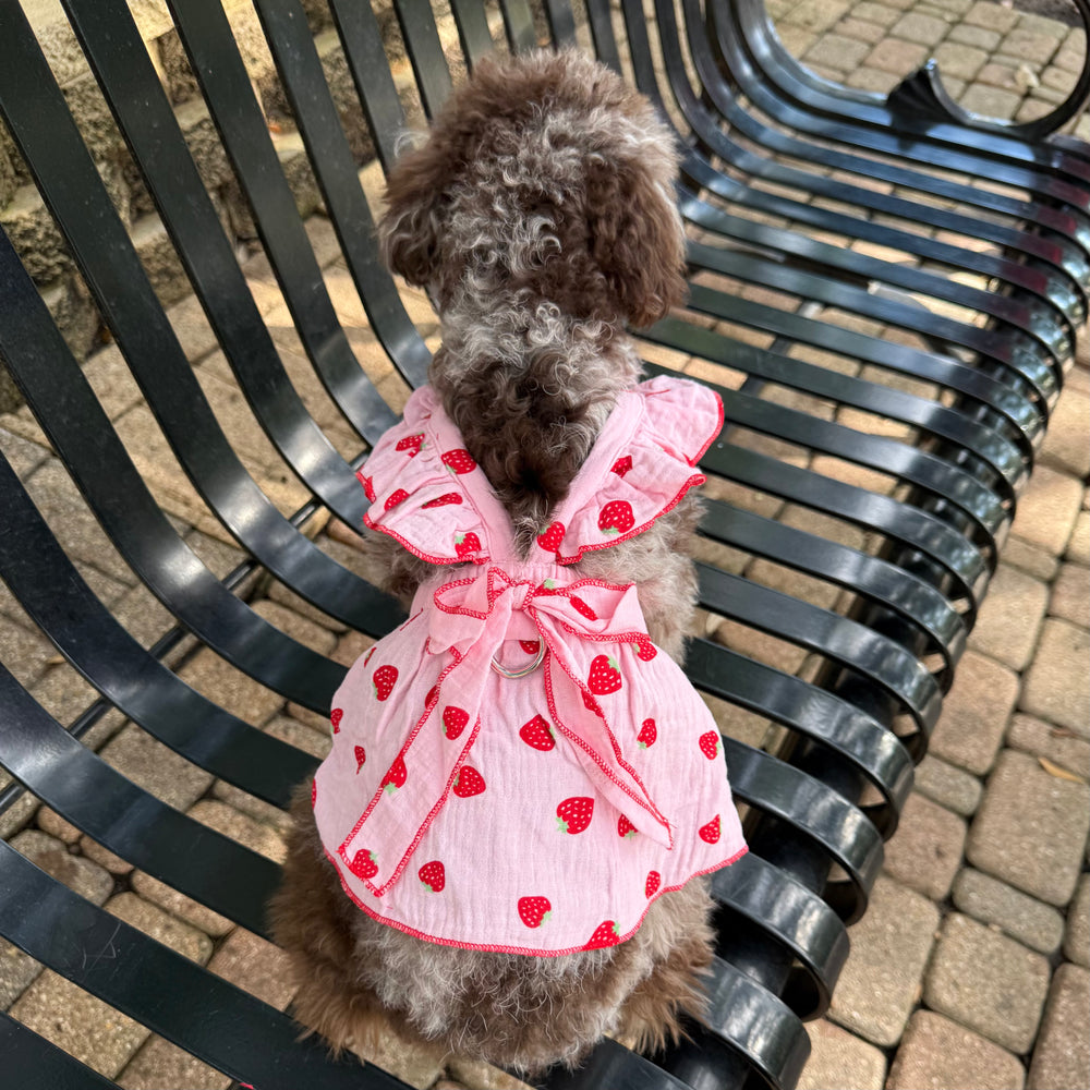 Small dog wearing a pink dress with strawberry patterns on a black metal bench.