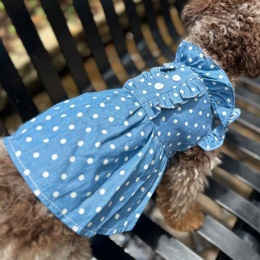 Dog wearing a blue polka dot dress sitting on a metal bench.
